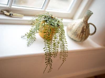 Tideswell Office Space Coworking Window Sill Plant C26