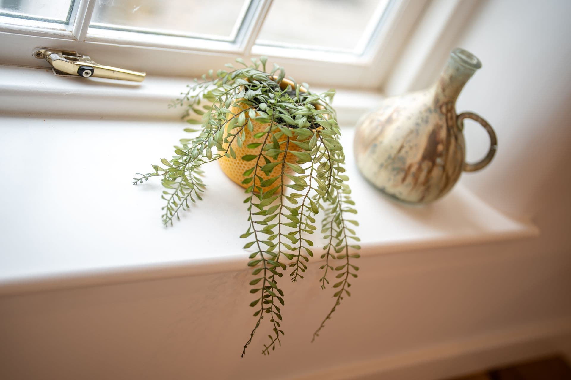 Tideswell Office Space Coworking Window Sill Plant C26